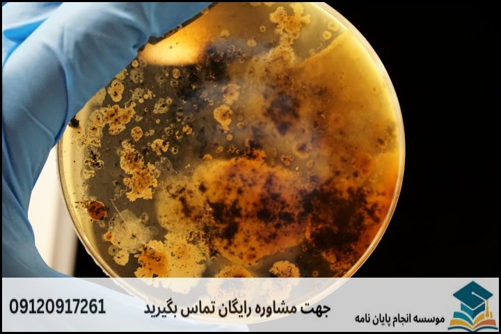 چالشهای اساسی در نگارش پایان نامه باکتری شناسی دامپزشکی