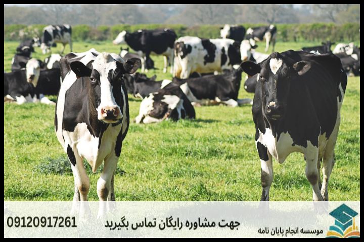 هزینه و قیمت انجام پایان نامه علوم دامی تغذیه دام + مشاوره، نگارش و اصلاح [ارشد و دکتری] — تصویر 2